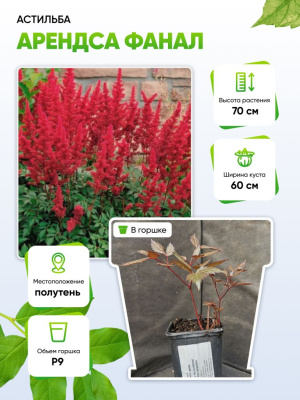 Астильба Арендса Фанал 1 шт Р9