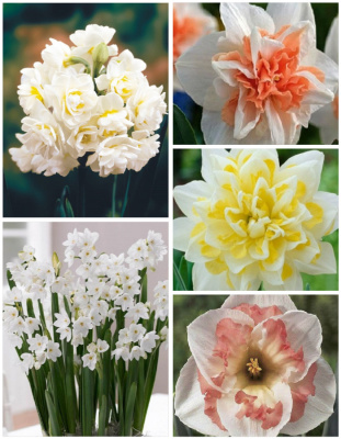 Микс нарциссов "Невеста 2" 1 уп. ( 5 шт.)