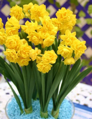 Нарцисс Голден Рейн (Золотой дождь) 1 уп.(2 шт.)