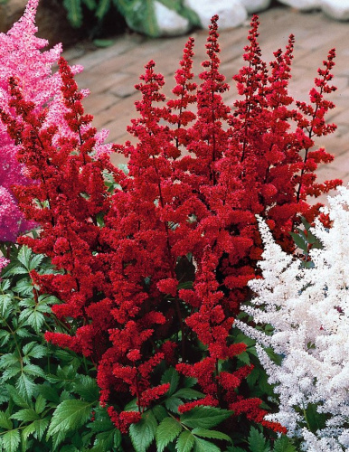 Астильба Дюссельдорф 1 шт Р9