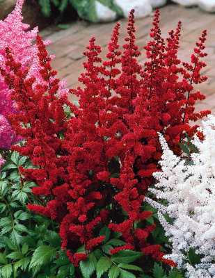 Астильба Дюссельдорф 1 шт Р9