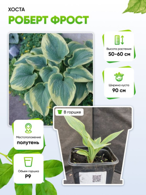 Хоста Роберт Фрост 1 шт Р9