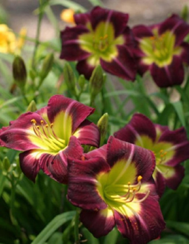 Лилейник Найт Бекон 1 шт Р9