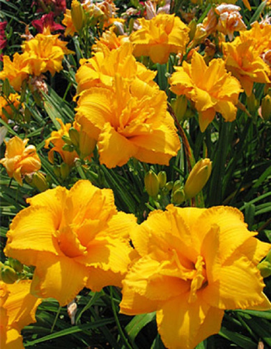 Лилейник Кондилла 1 шт Р9