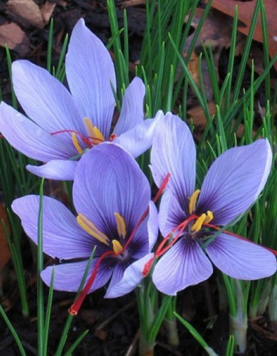 Крокус Сативус 1 уп. (10 шт.)