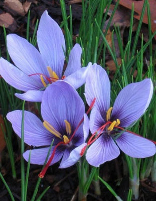 Крокус Сативус 1 уп. (10 шт.)