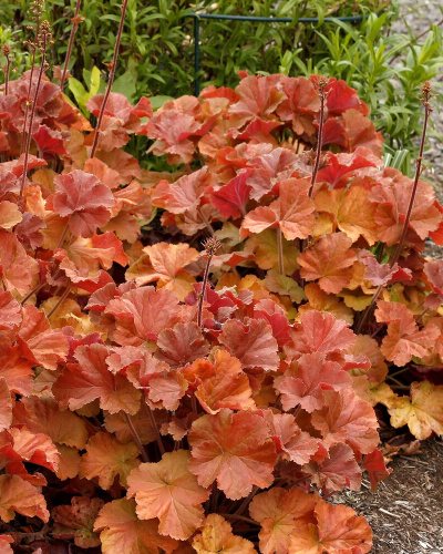 Гейхера Эмбер Си 1 шт Р9