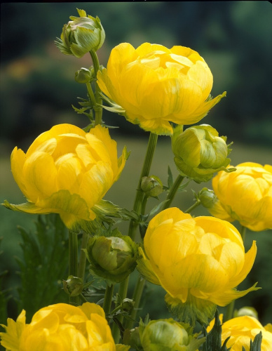 Купальница узколепестная 1 шт р9