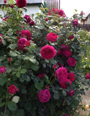 Роза английская Фальстаф 1 шт