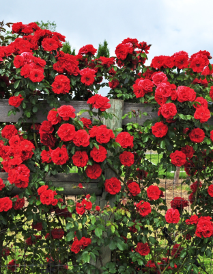 Роза плетистая Амадеус 1 шт