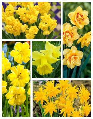 Микс нарциссов "Весенний миг" 1 уп. ( 5 шт.)