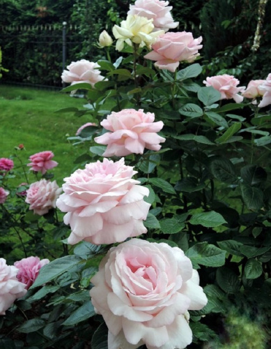 Роза чайно-гибридная Муриам 1 шт