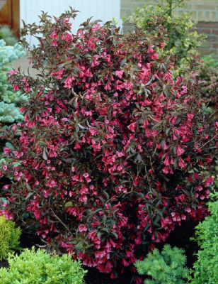 Вейгела Александра 1 шт Р9