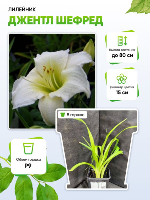 Лилейник Джентл Шефред 1 шт Р9