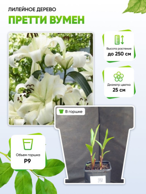 Лилейное дерево Претти Вумен 1 шт Р9