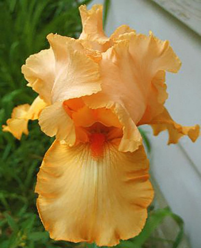 Ирис Априкот Силк 1 шт Р9