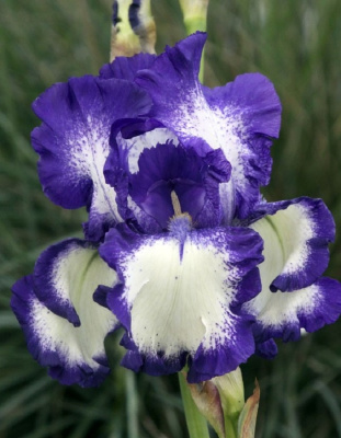 Ирис Степпинг Аут 1 шт Р9