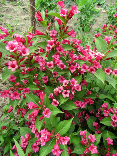 Вейгела Олимпиада 1 шт Р9