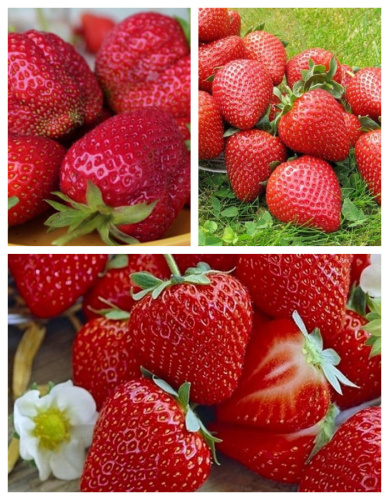 Набор "Ранних сортов"  3 саженца