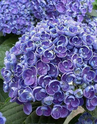 Гортензия крупнолистная Ховария Хопкорн 1 шт Р9