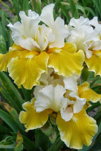 Ирис Эхо де Франс 1шт Р9