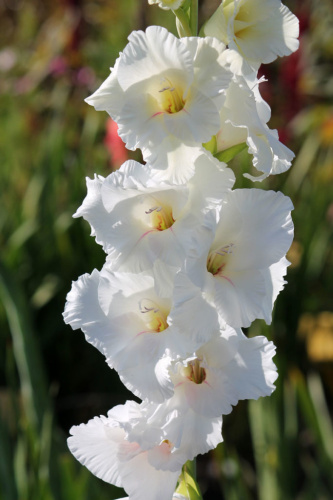 Гладиолус Вайт Просперити 1шт (АКЦИЯ)