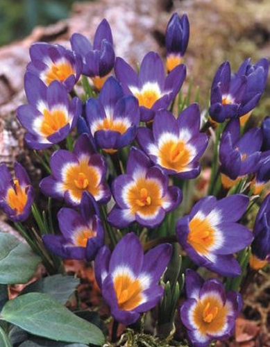 Крокус Триколор 1шт (АКЦИЯ)