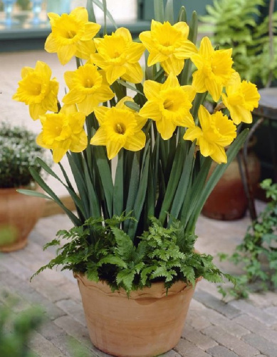 Нарцисс Датч Мастер 1шт (АКЦИЯ)