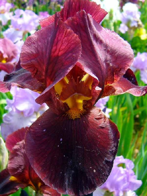 Ирис Кальенте 1 шт Р9