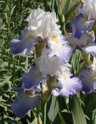 Ирис Ализе 1 шт Р9