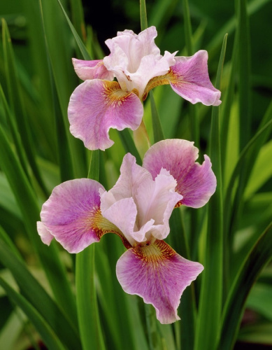 Ирис Данс Балерина Данс 1 шт Р9