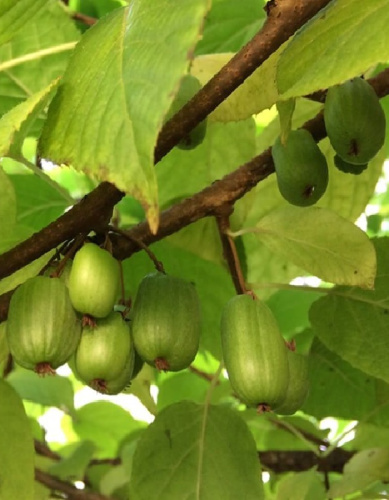 Актинидия Университетская 1 шт