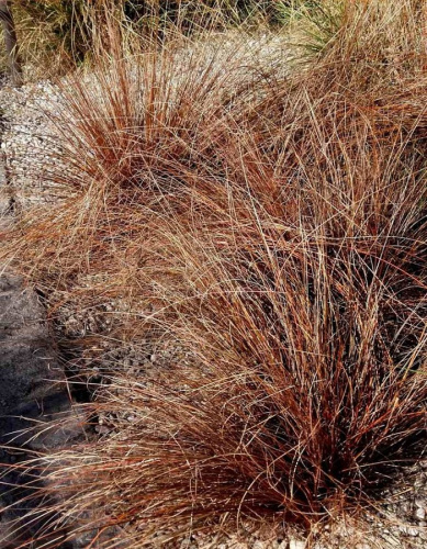 Осока Бьюкенена Ред Рустер Р9