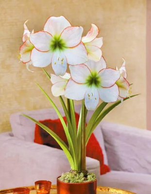 Амариллис Пикоти 1 шт С2