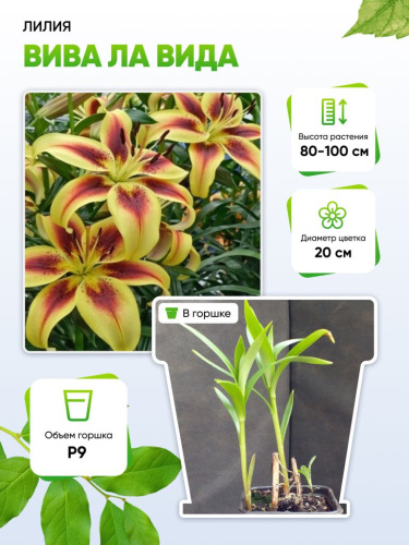 Лилия Вива ла Вида 1 шт Р9