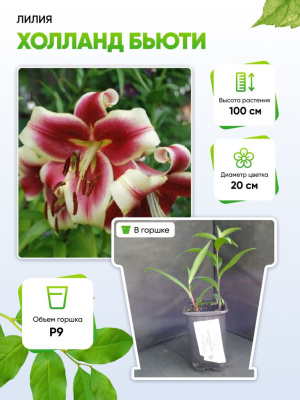 Лилия Холланд Бьюти 1 шт Р9