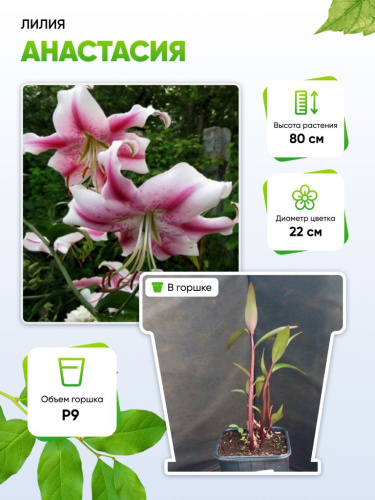 Лилия Анастасия 1 шт Р9