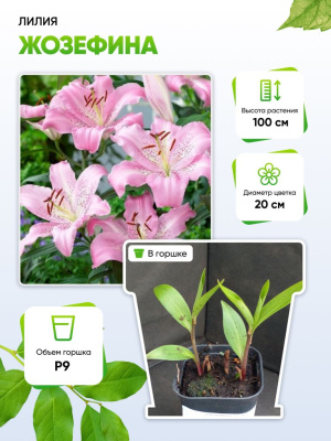 Лилия Жозефина 1 шт Р9