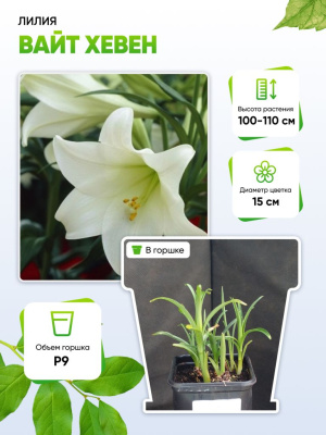 Лилия Вайт Хевен 1 шт Р9