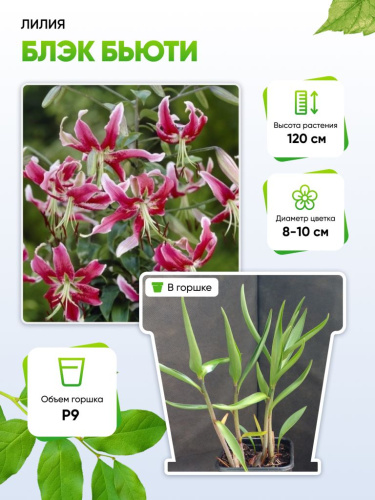 Лилия Блэк Бьюти 1 шт Р9