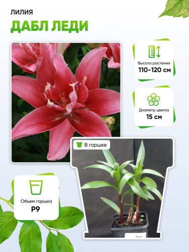 Лилия Дабл Леди 1 шт Р9