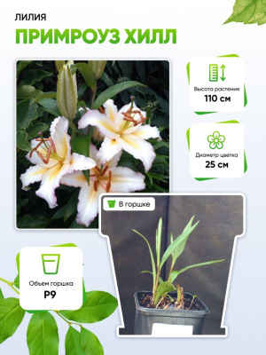 Лилия Примроуз Хилл 1 шт Р9