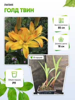 Лилия Голд Твин 1 шт Р9