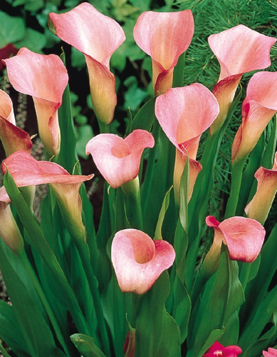 Калла Ремани 1 шт Р9