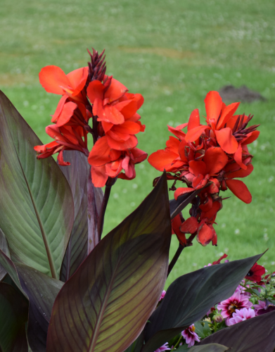 Канна Блэк Найт 1 шт Р9