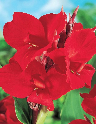 Канна Ред Уайн 1 шт. Р9