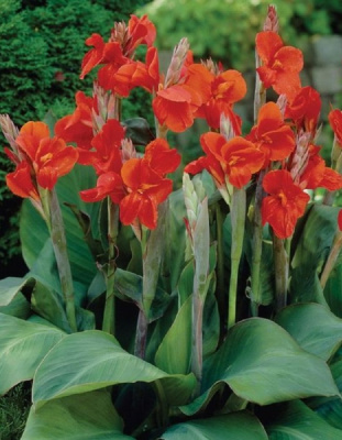 Канна Бриллиант 1 шт. Р9