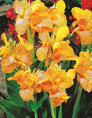 Канна Эн Авант 1 шт. Р9