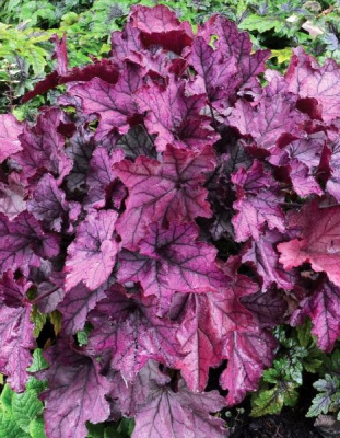 Гейхера Баунт 1 шт Р9