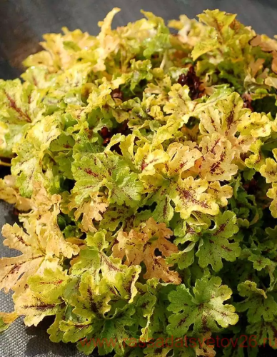 Гейхера Спайс Лайм 1 шт Р9